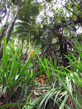 In Hawaiis Wäldern - Hawaii