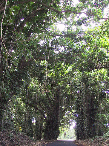 Straßen auf Hawaii - Hawaii