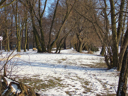 Eis im Wald - Berlin (Berlin)