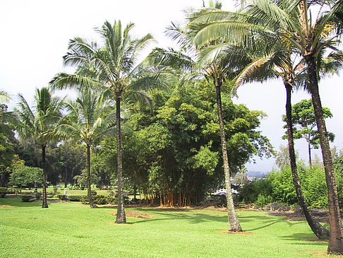 Foto Hawaiis Straßenränder - 