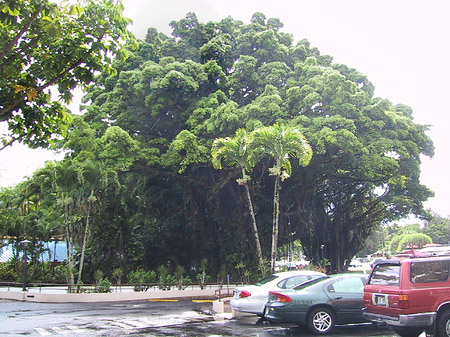 Fotos Hawaiis Straßenränder | 