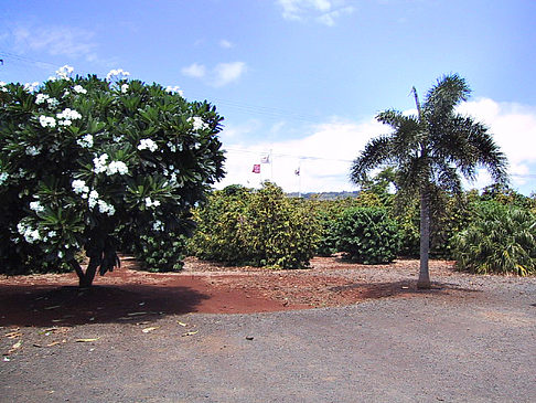 Plantagen auf Kauai - Hawaii