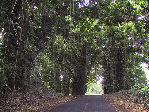 Straßen auf Hawaii Foto 