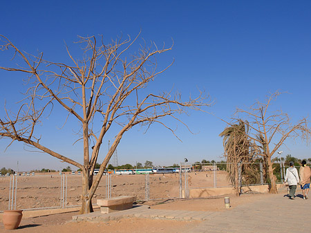 Pflanzen - Landesinnere (Abu Simbel)