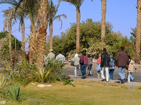 Pflanzen - Landesinnere (Abu Simbel)